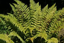 Attēlu rezultāti vaicājumam “Polystichum braunii”