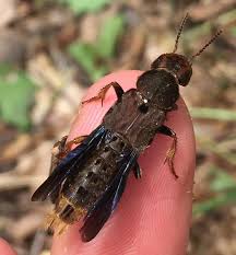 Attēlu rezultāti vaicājumam “Platydracus fulvipes”