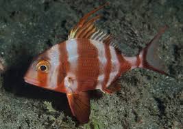 Image result for Pagrus