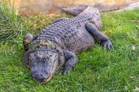 Image result for Alligator mississippiensis