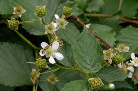 Attēlu rezultāti vaicājumam “Rubus plicatus”