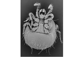 Attēlu rezultāti vaicājumam “Mesostigmata”