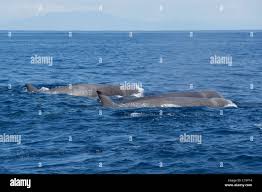 Image result for Hyperoodon ampullatus