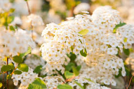 Attēlu rezultāti vaicājumam “Spiraea”