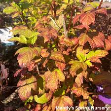 Attēlu rezultāti vaicājumam “Viburnum opulus leaf”