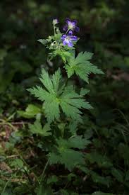 Attēlu rezultāti vaicājumam “Geranium sylvaticum leaf”