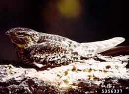 Image result for Chordeiles minor