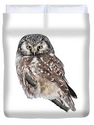 Attēlu rezultāti vaicājumam “Aegolius funereus”