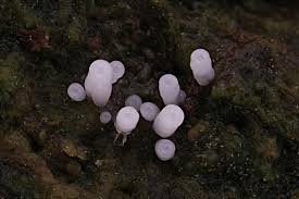 Attēlu rezultāti vaicājumam “Stemonitopsis typhina spores”