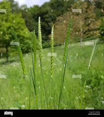 Attēlu rezultāti vaicājumam “Cynosurus cristatus”