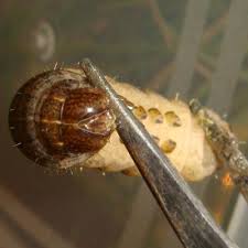 Attēlu rezultāti vaicājumam “Mythimna turca”