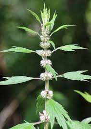 Attēlu rezultāti vaicājumam “Leonurus quinquelobatus”