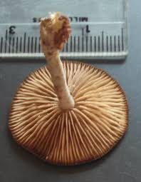 Attēlu rezultāti vaicājumam “Fuligo luteonitens macro”