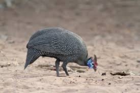 Attēlu rezultāti vaicājumam “Numida meleagris adult”