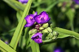 Attēlu rezultāti vaicājumam “Tradescantia virginiana”
