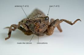 Attēlu rezultāti vaicājumam “Scardia boletella exuvia”