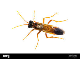 Attēlu rezultāti vaicājumam “Tenthredo campestris”