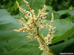 Attēlu rezultāti vaicājumam “Reynoutria sachalinensis”