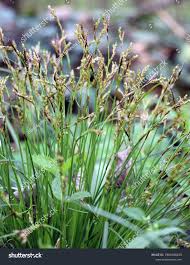 Attēlu rezultāti vaicājumam “Carex digitata flower”