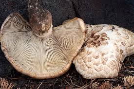 Attēlu rezultāti vaicājumam “Lentinus lepideus”