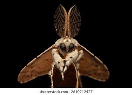 Attēlu rezultāti vaicājumam “Laothoe populi imago”