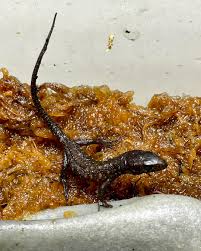 Attēlu rezultāti vaicājumam “Lepidosaphes ulmi imago”