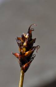 Attēlu rezultāti vaicājumam “Carex dioica”