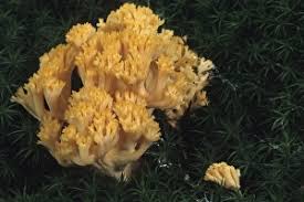 Attēlu rezultāti vaicājumam “Ramaria formosa”