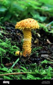 Attēlu rezultāti vaicājumam “Pholiota flammans”