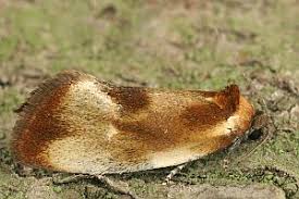 Attēlu rezultāti vaicājumam “Eulia ministrana”