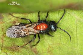 Attēlu rezultāti vaicājumam “Mutilla europaea”