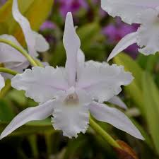 Attēlu rezultāti vaicājumam “Reticularia lobata”