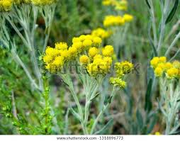 Attēlu rezultāti vaicājumam “Helichrysum arenarium flower”