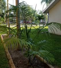 Attēlu rezultāti vaicājumam “Dianema depressum macro”