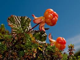 Attēlu rezultāti vaicājumam “Rubus chamaemorus fruit”