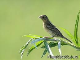 Image result for Emberiza aureola