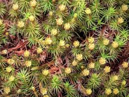 Attēlu rezultāti vaicājumam “Polytrichum commune”