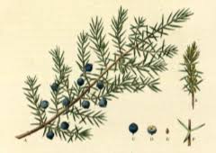 Attēlu rezultāti vaicājumam “Juniperus communis male flower”