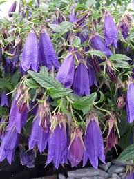 Image result for Campanula lingulata