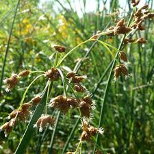 Attēlu rezultāti vaicājumam “Scirpus sylvaticus bud”