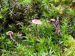 Attēlu rezultāti vaicājumam “Diachea leucopodia young”