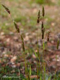 Attēlu rezultāti vaicājumam “Anthoxanthum odoratum fruit”