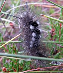 Attēlu rezultāti vaicājumam “Gynaephora selenitica larva”