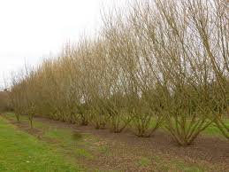 Attēlu rezultāti vaicājumam “Salix Vetrix”