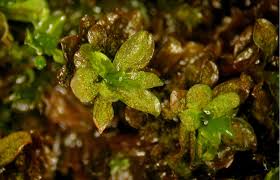 Attēlu rezultāti vaicājumam “Syntrichia latifolia”