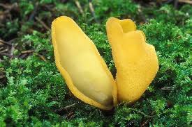 Attēlu rezultāti vaicājumam “Otidea leporina”