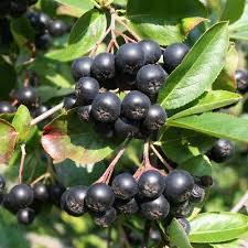 Attēlu rezultāti vaicājumam “Aronia melanocarpa fruit”