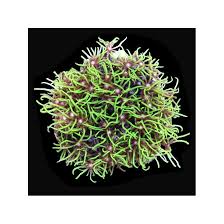 Attēlu rezultāti vaicājumam “Pachyphloeus melanoxanthus”