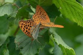 Attēlu rezultāti vaicājumam “Argynnis paphia female”