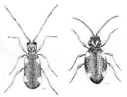 Attēlu rezultāti vaicājumam “Ptinus sp. male”